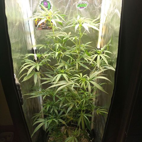 Critical Purple ♀️ growlog photo: Up 🌱🚀