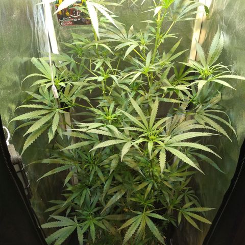 Critical Purple ♀️ growlog photo: Up 🌱🍋
