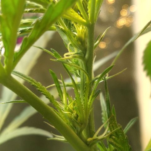 Critical Purple ♀️ growlog photo: Up 🌱🍋