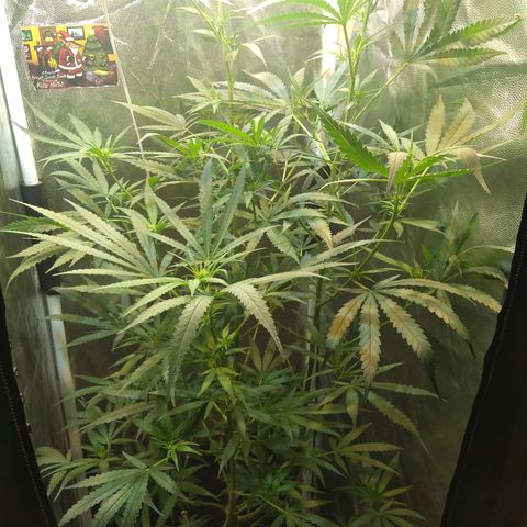 Critical Purple ♀️ growlog photo: Up 🌱🍋