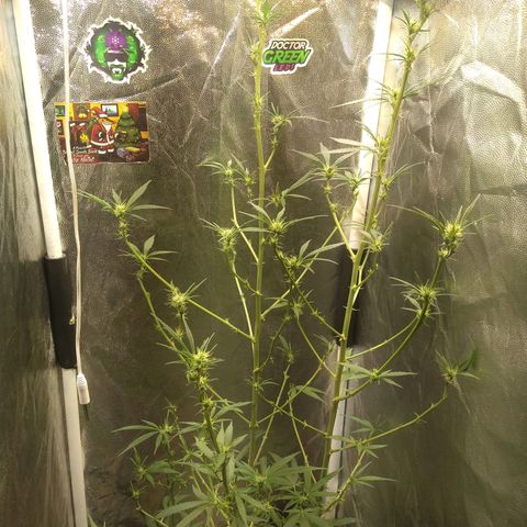 Critical Purple ♀️ growlog photo: Up 🌱🚀🍋