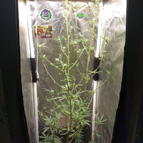 Critical Purple ♀️ growlog photo: Up 🌱🚀🍋