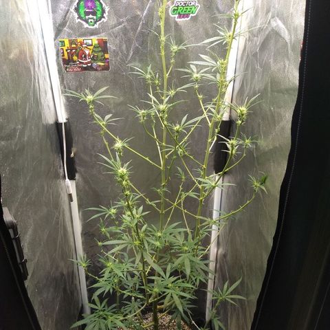 Critical Purple ♀️ growlog timeline photo