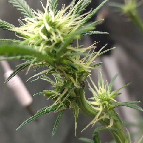 Critical Purple ♀️ growlog timeline photo