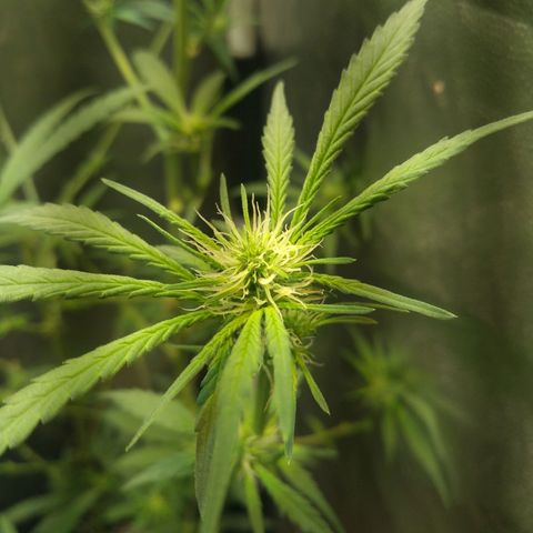 Critical Purple ♀️ growlog photo: Up 🌱🚀🍋