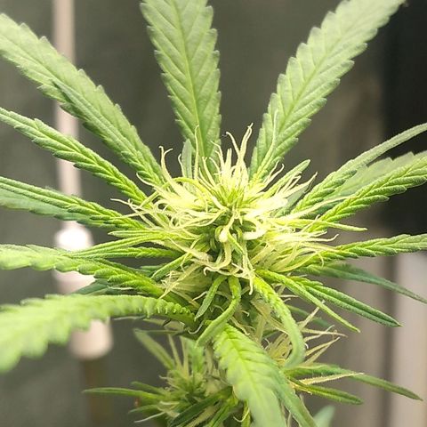 Critical Purple ♀️ growlog photo: Up 🌱🚀🍋