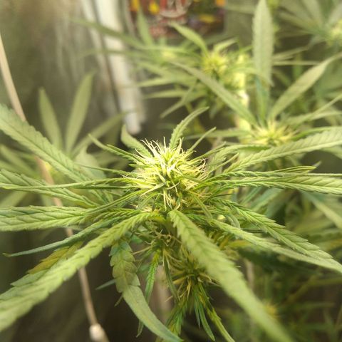 Critical Purple ♀️ growlog photo: Up 🌱 🚀🍋