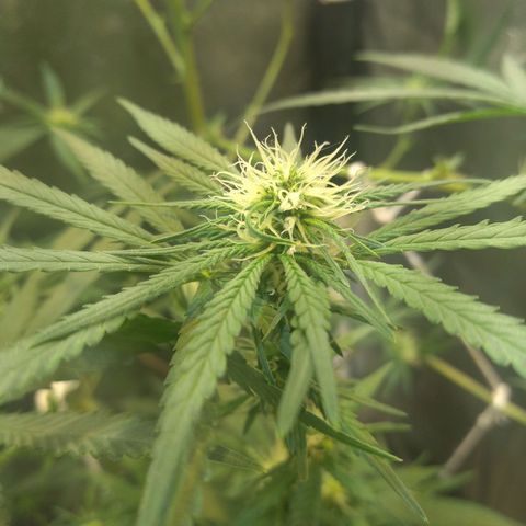 Critical Purple ♀️ growlog photo: Up 🌱🚀🍋