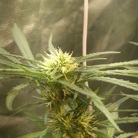 Critical Purple ♀️ growlog photo: Up 🌱🚀🍋