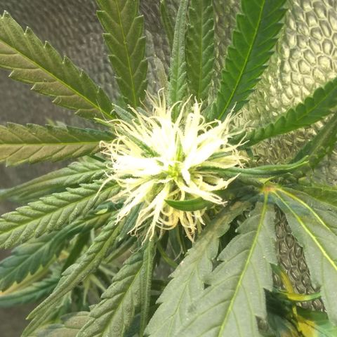 Critical Purple ♀️ growlog photo: Up 🌱🚀 maracujá aaa
