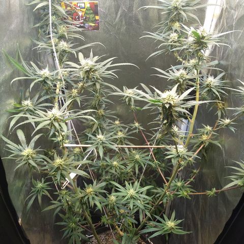 Critical Purple ♀️ growlog photo: Up 🌱🚀 maracujá