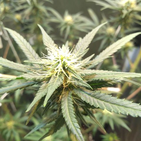 Critical Purple ♀️ growlog photo: Up 🌱🚀 maracujá
