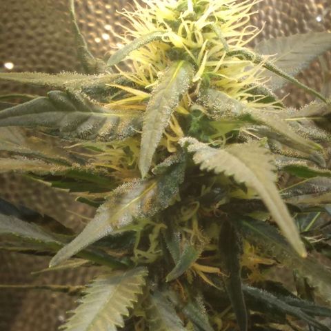 Critical Purple ♀️ growlog photo: 
Up 🌱🚀 maracujá