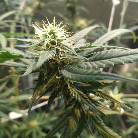 Critical Purple ♀️ growlog photo: 
Up 🌱🚀 maracujá