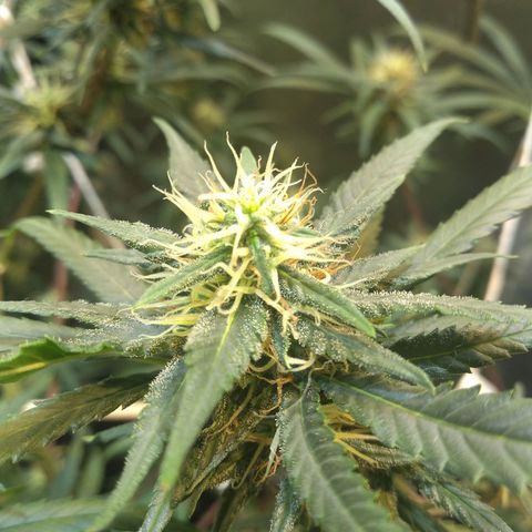 Critical Purple ♀️ growlog timeline photo