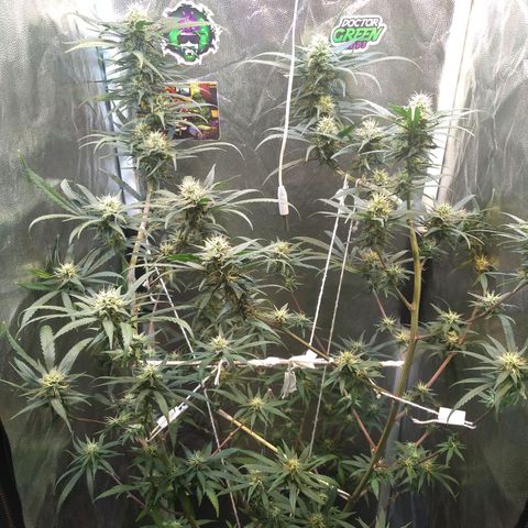 Critical Purple ♀️ growlog timeline photo