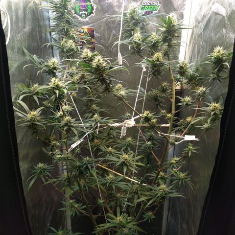 Critical Purple ♀️ growlog photo: Up 🌱🚀 maracujá