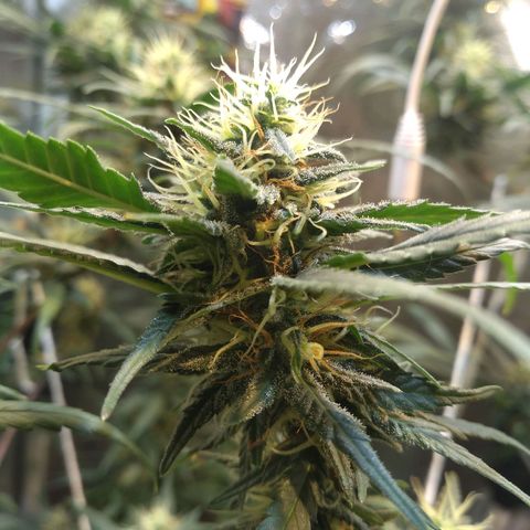 Critical Purple ♀️ growlog photo: Up 🌱🚀 maracujá