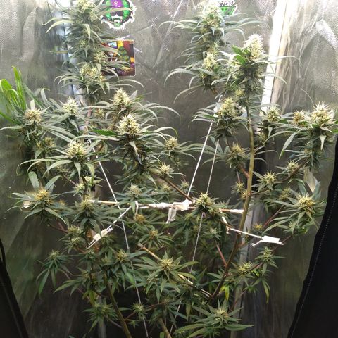Critical Purple ♀️ growlog timeline photo