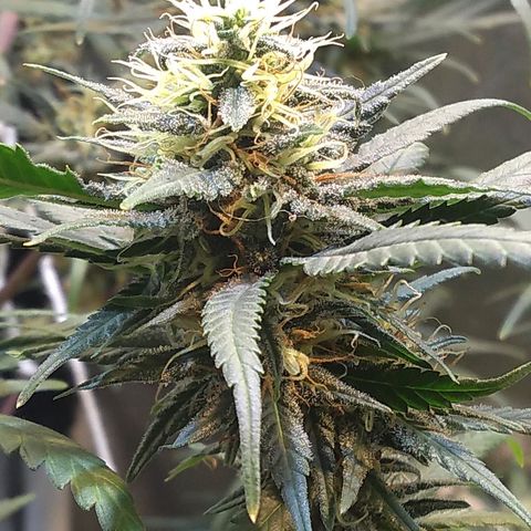 Critical Purple ♀️ growlog timeline photo