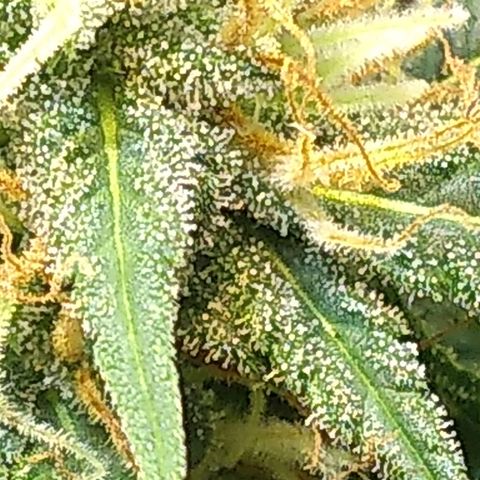 Critical Purple ♀️ growlog timeline photo