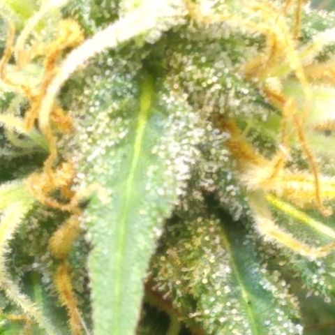 Critical Purple ♀️ growlog timeline photo