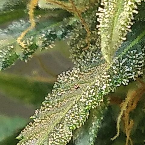 Critical Purple ♀️ growlog timeline photo
