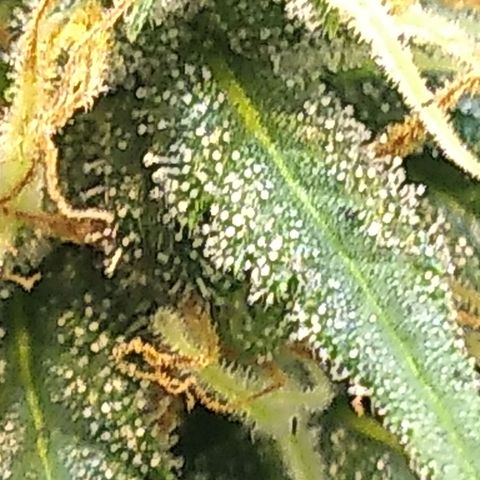 Critical Purple ♀️ growlog timeline photo