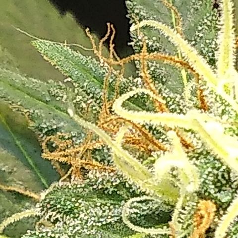 Critical Purple ♀️ growlog timeline photo