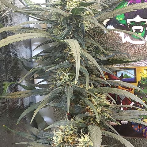Critical Purple ♀️ growlog timeline photo