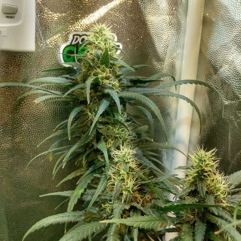 Critical Purple ♀️ growlog photo: Sem Foto 
Up 🌱🚀 maracujá