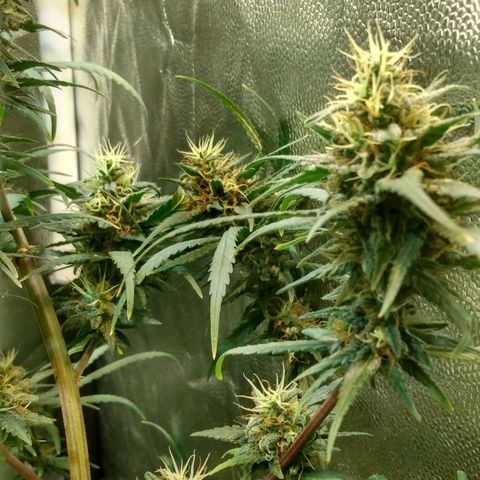 Critical Purple ♀️ growlog photo: Sem Foto 
Up 🌱🚀 maracujá