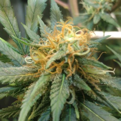 Critical Purple ♀️ growlog photo: Sem Foto 
Up 🌱🚀 maracujá