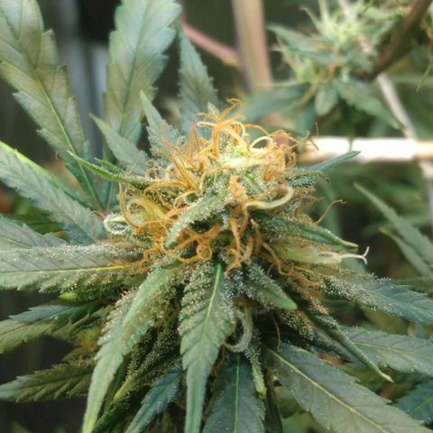 Critical Purple ♀️ growlog photo: Sem Foto 
Up 🌱🚀 maracujá