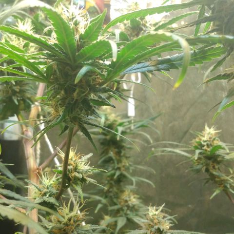 Critical Purple ♀️ growlog photo: Sem Foto 
Up 🌱🚀 maracujá