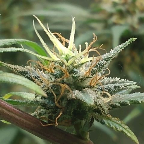 Critical Purple ♀️ growlog photo: Sem Foto 
Up 🌱🚀 maracujá
