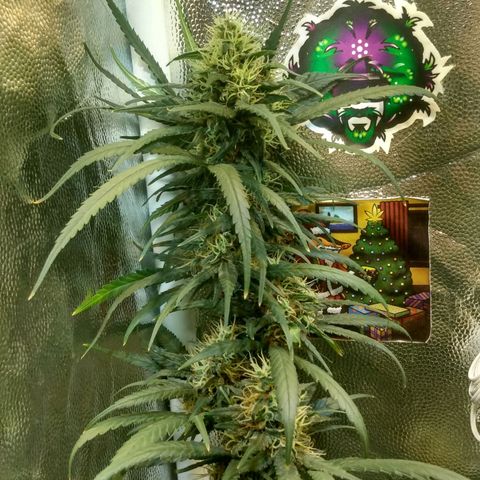 Critical Purple ♀️ growlog photo: Sem Foto 
Up 🌱🚀 maracujá
