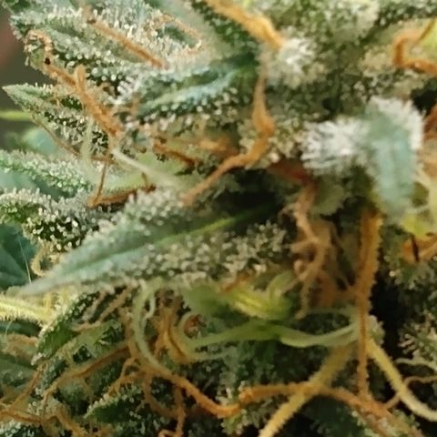 Critical Purple ♀️ growlog timeline photo