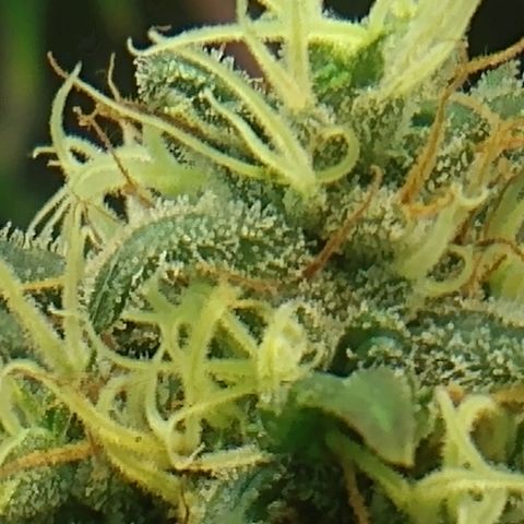 Critical Purple ♀️ growlog timeline photo