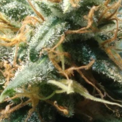 Critical Purple ♀️ growlog timeline photo