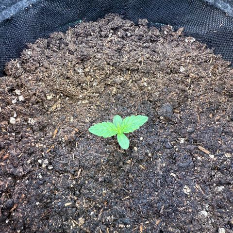 Purple Punch Auto growlog timeline photo