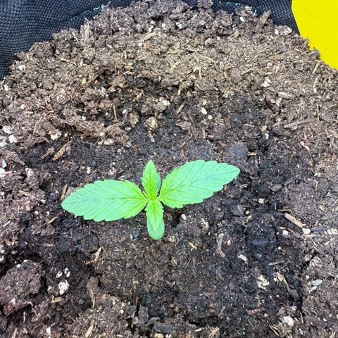Purple Punch Auto growlog timeline photo