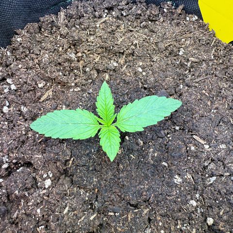 Purple Punch Auto growlog timeline photo