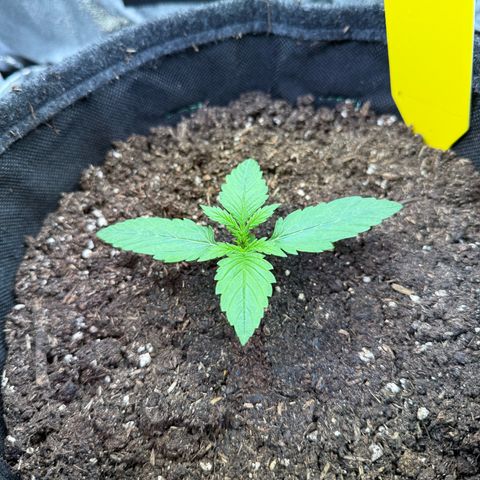Purple Punch Auto growlog timeline photo