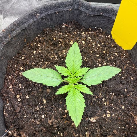 Purple Punch Auto growlog timeline photo