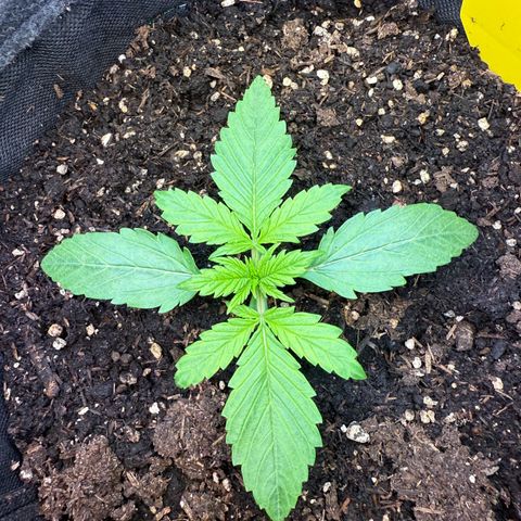 Purple Punch Auto growlog timeline photo
