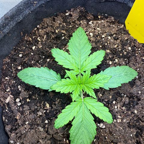Purple Punch Auto growlog timeline photo