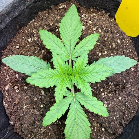 Purple Punch Auto growlog timeline photo