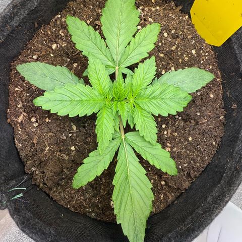 Purple Punch Auto growlog timeline photo