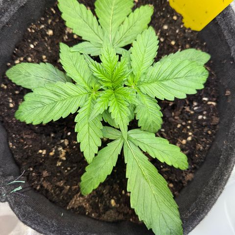 Purple Punch Auto growlog timeline photo